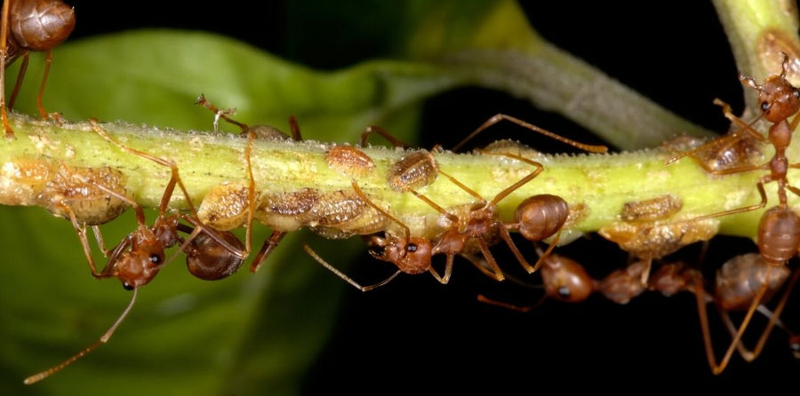 ants farming scale
